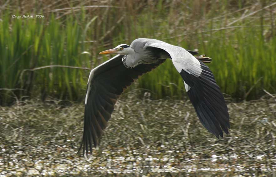 Airone cenerino - Ardea cinerea